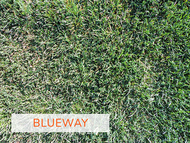 Especies-web-blueway