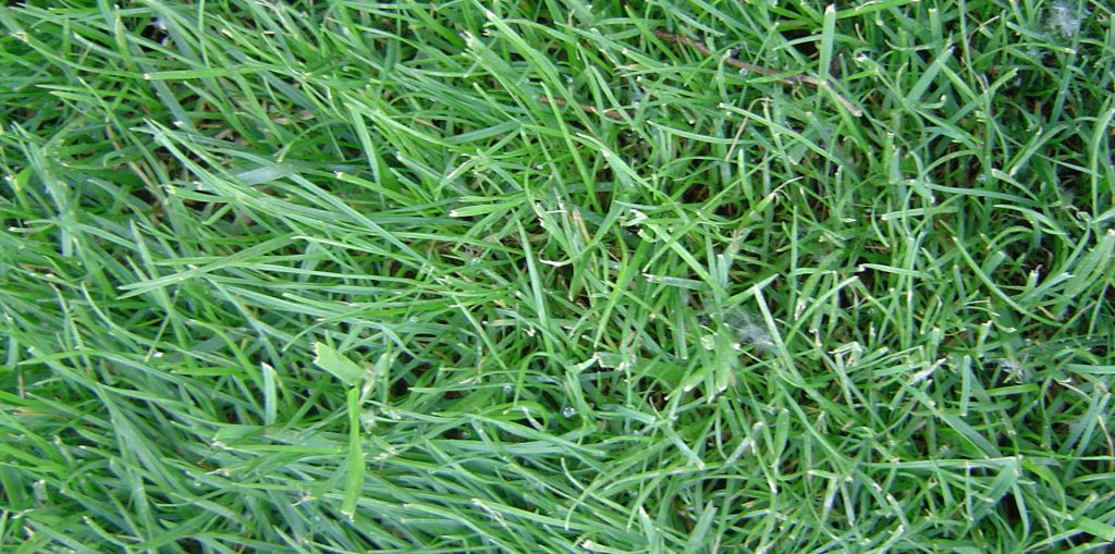 festuca01