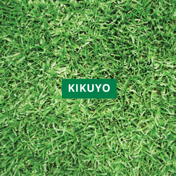 Kikuyo